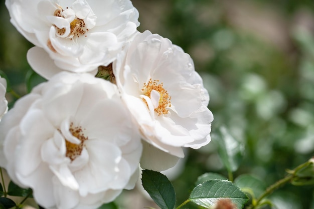 Delikatny kwitnący krzew z różami i dziką różą w kolorze białym
