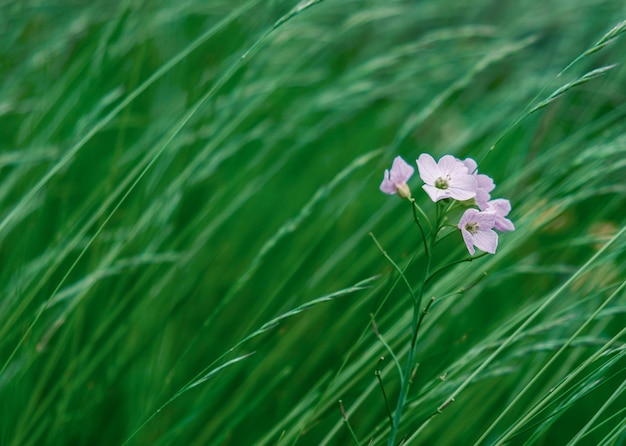 Delikatny Liliowy Wildflower W Długiej Trawie Z Miejsca Na Kopię