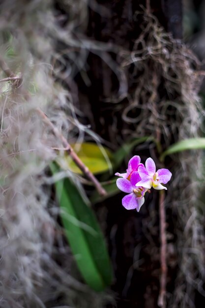 Delikatny różowy kwiat orchidei wśród ciemnozielonej zieleni