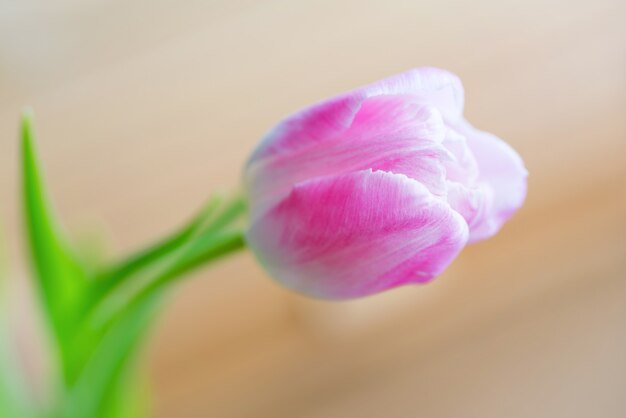 Delikatny różowy tulipan na miękkim drewnianym tle z copyspace