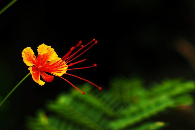 Delonix Regia Kwiat W Ogródzie