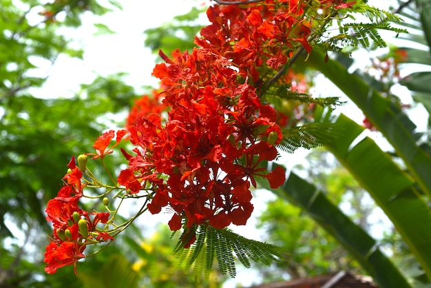 Delonix regia lub płomienne drzewo rosnące w Nha Trang w Wietnamie