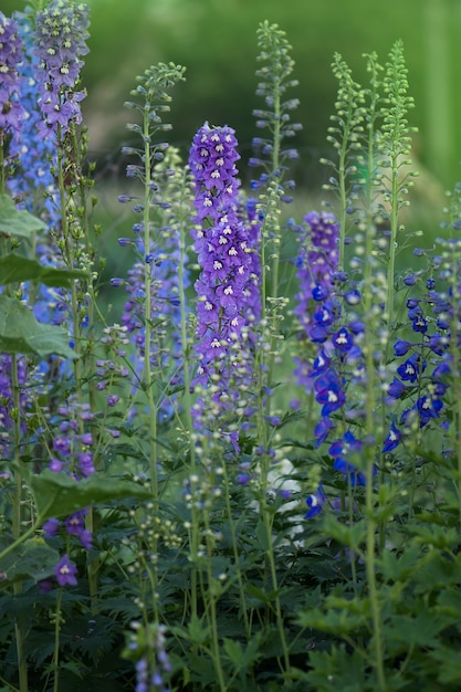 Delphinium blue rośnie w ogrodzie Podwójny delphinium blue flower Blue delphiniums Lincolnshire