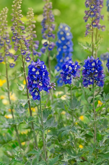 Zdjęcie delphinium blue rośnie w ogrodzie podwójny delphinium blue kwiat delphinium blue dawn