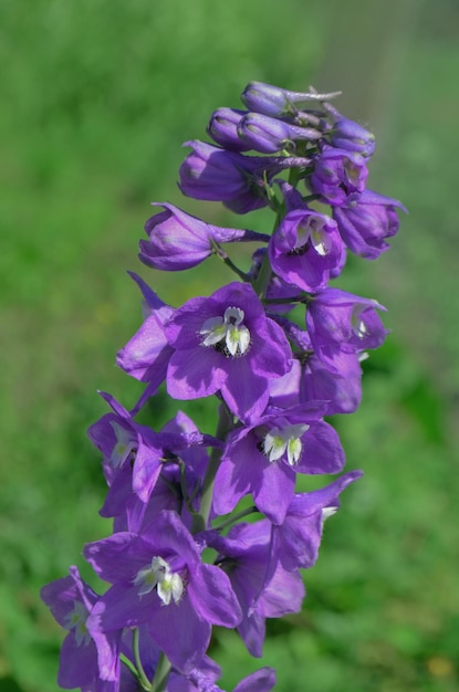 Delphinium Kwiat jaśminu Fioletowy kwiat Delphinium w letnim ogrodzie