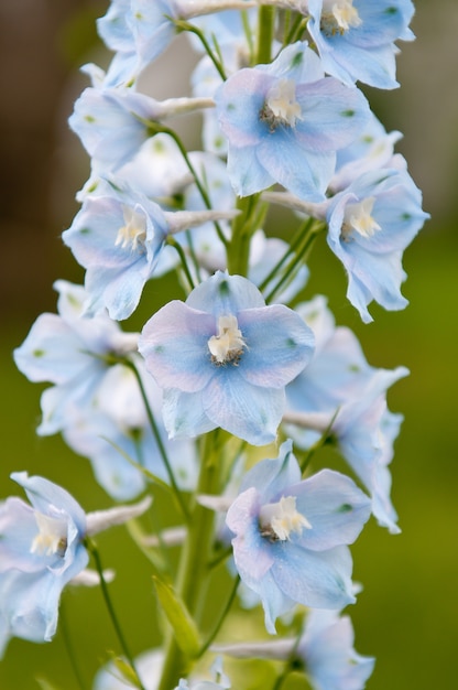 Delphinium Kwiaty Z Bliska