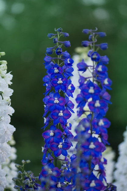 Delphinium kwitnący kwiat Świeca Delphinium kwitnący w ogrodzie Mieszanka hybrydowa Delphinium