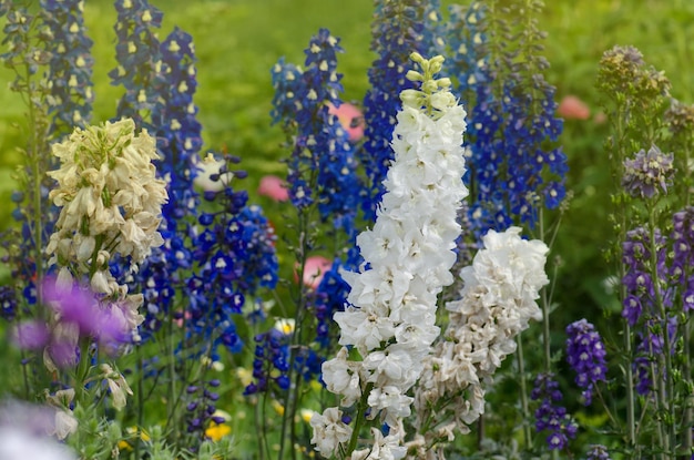 Delphinium kwitnący kwiat Świeca Delphinium kwitnący w ogrodzie