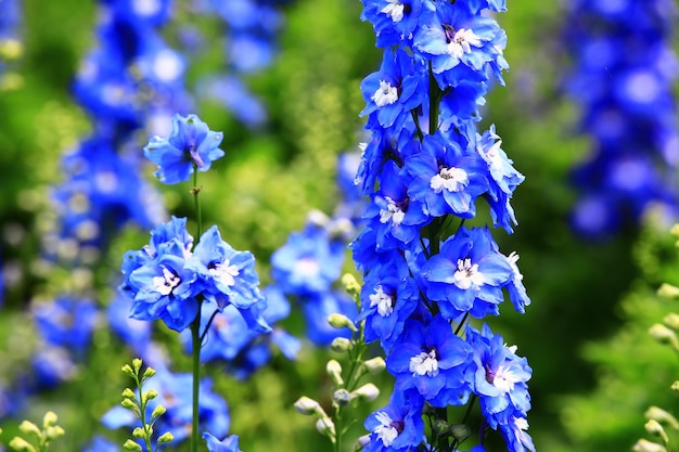 Delphinium lub świeca Delphinium albo angielski Larkspur lub wysoki Larkspur kwiaty kwitnące w ogrodzie