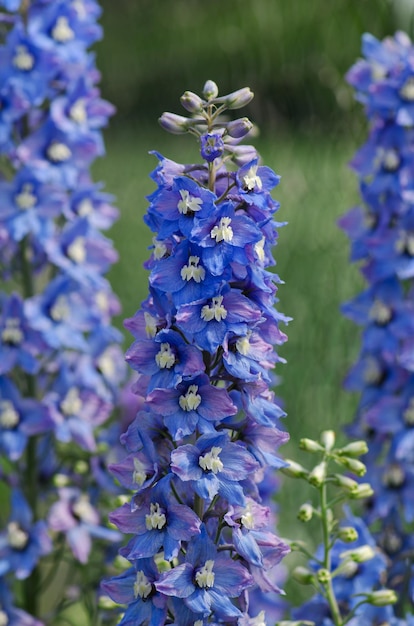 Delphinium Magiczna Fontanna w ogrodzie Podwójna kolekcja delphinium z niebieskim kwiatem