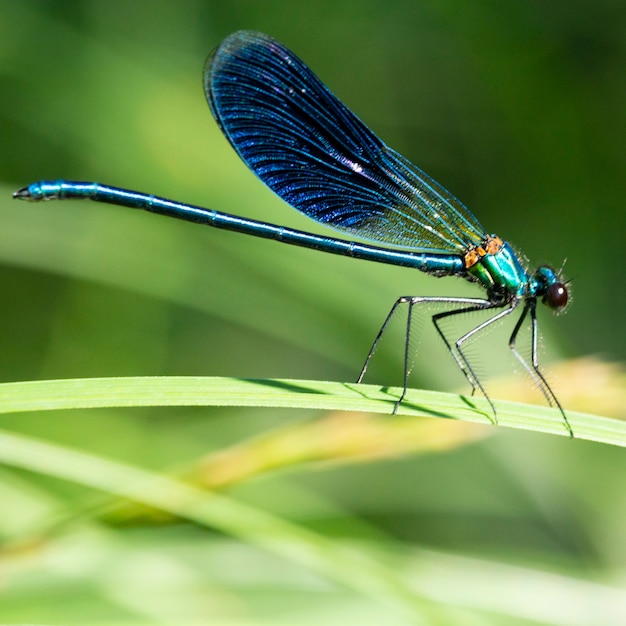 Demoiselle cętkowana Calopteryx splendens to gatunek ważki równoskrzydłej należący do rodziny Calopterygidae, niebieska ważka wypoczywa na trawie w lesie