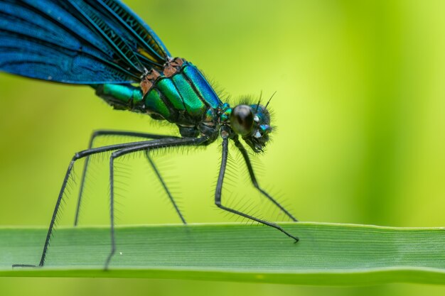 Demoiselle Pasiasta (calopteryx Splendens) Siedząca Na źdźble Trawy