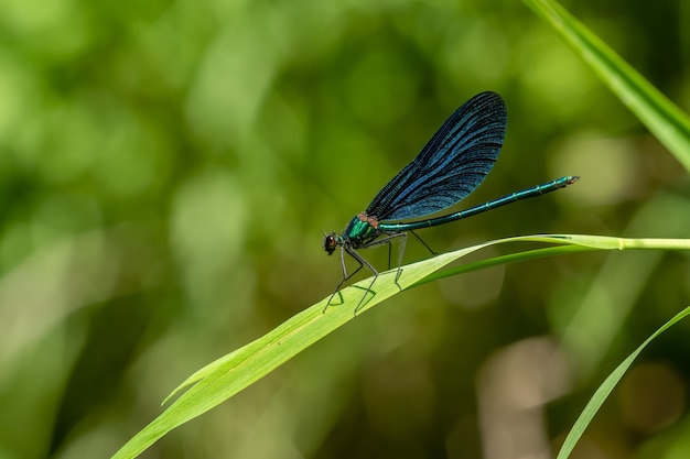 Demoiselle Pasiasta (calopteryx Splendens) Siedząca Na źdźble Trawy