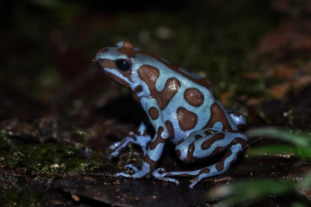 Dendrobates auratus super niebieskie zbliżenie na mchu