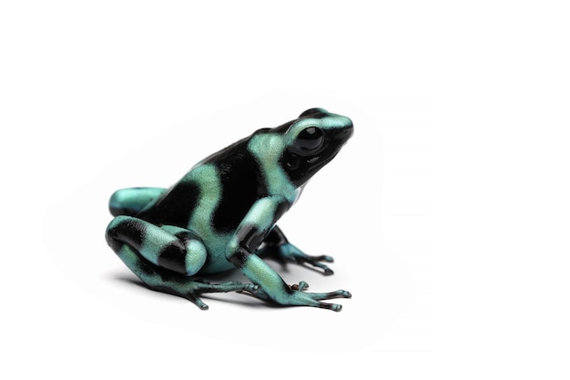 Dendrobates auratus zielona strzałka żaba zbliżenie na na białym tle