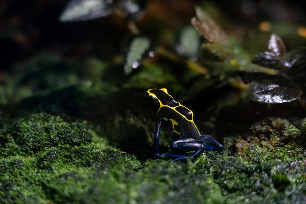 Dendrobates tinctorius farbuje trującą żabę