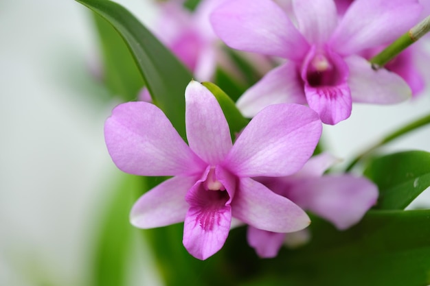 Dendrobium Bigibbum Cooktown Storczyk Fiołkoworóżowy Motyl Na Białym Tle