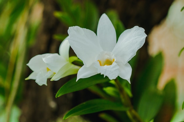 Dendrobium infundibulum pachnące kwiaty