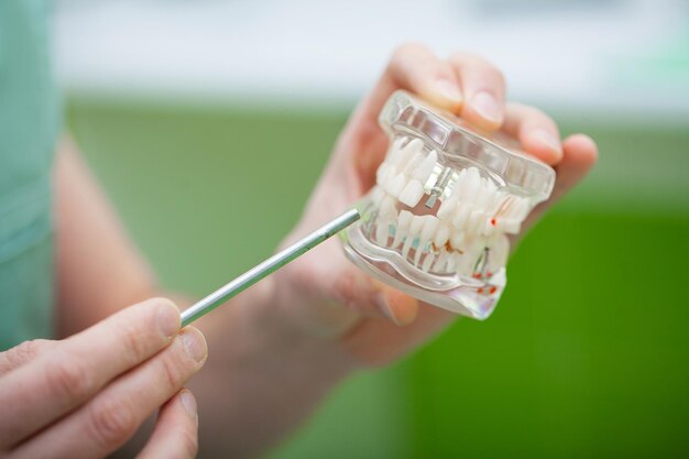 Dentysta ręka trzymająca model szczęki zębów i czyszczenie zębów za pomocą narzędzia dentystycznego