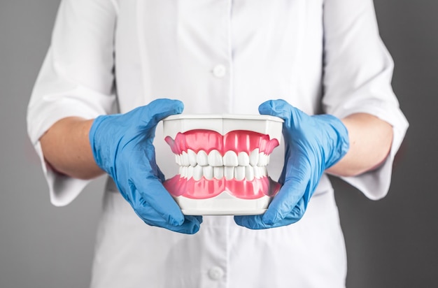 Dentysta trzymający model szczęki białych zdrowych czystych zębów w rękach Koncepcja opieki zdrowotnej stomatologii