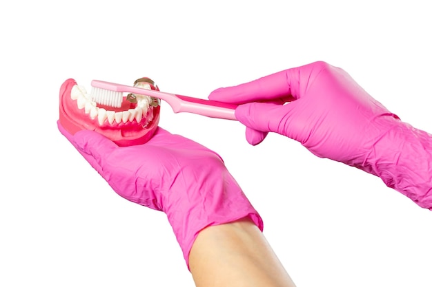 Dentysta ze szczoteczką do zębów i układem ludzkiej szczęki
