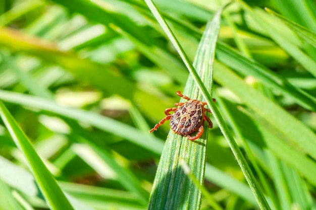 Dermacentor marginatus Dermacentor reticulatus Zapalenie mózgu Kleszcz Owad pełzający po zielonej trawie Wirus zapalenia mózgu lub boreliozy z Lyme Zakaźny Dermacentor Kleszcz Pajęczak Pasożyt Makro