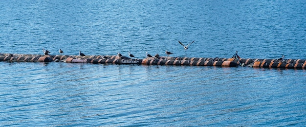 Descansando Gaviotas