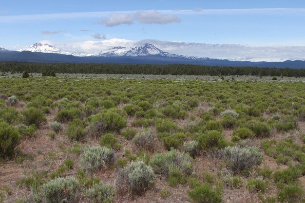 Deschutes Wilderness