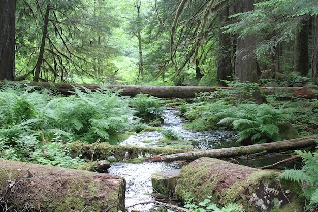 Deschutes Wilderness