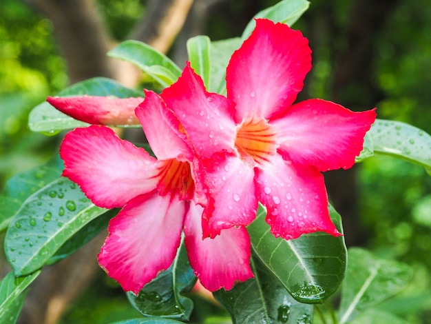 Desert Rose Tropikalny kwiat piękne różowe Adium w ogrodzie