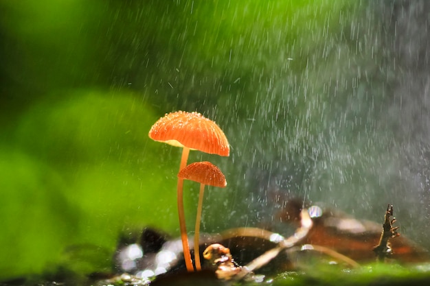 Deszcz pada na grzyby pomarańczowe, Marasmius siccus lub grzyby parasolowe