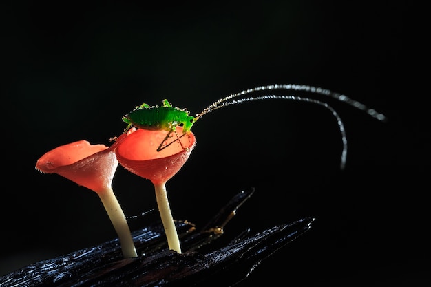 Deszczowy dzień i konik polny na czerwonych grzybach, PINK BURN CUP Mushroom,