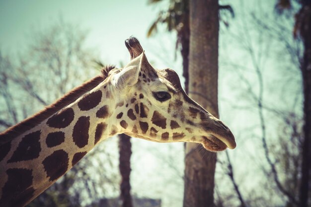 Detal głowy żyrafy, scena w zoo