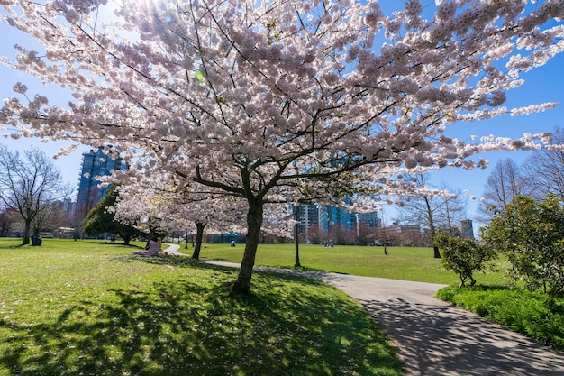 Devonian Harbour Park w sezonie wiosennym. Kwiaty wiśni w pełnym rozkwicie. Vancouver, BC, Kanada.