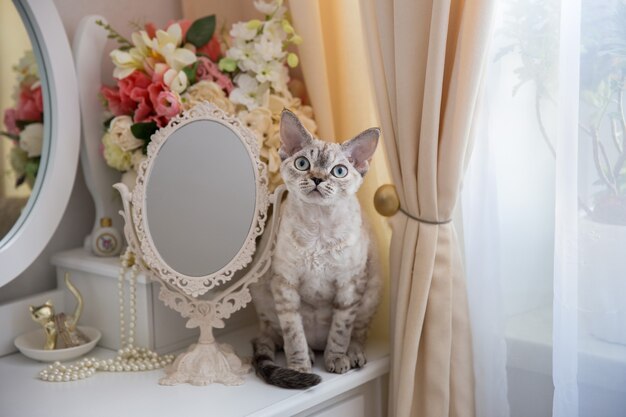 Zdjęcie devonrex cat siedzi na stole