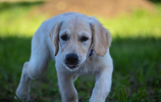 Zdjęcie dexter, nowy członek rodziny, szczeniak golden retriever.