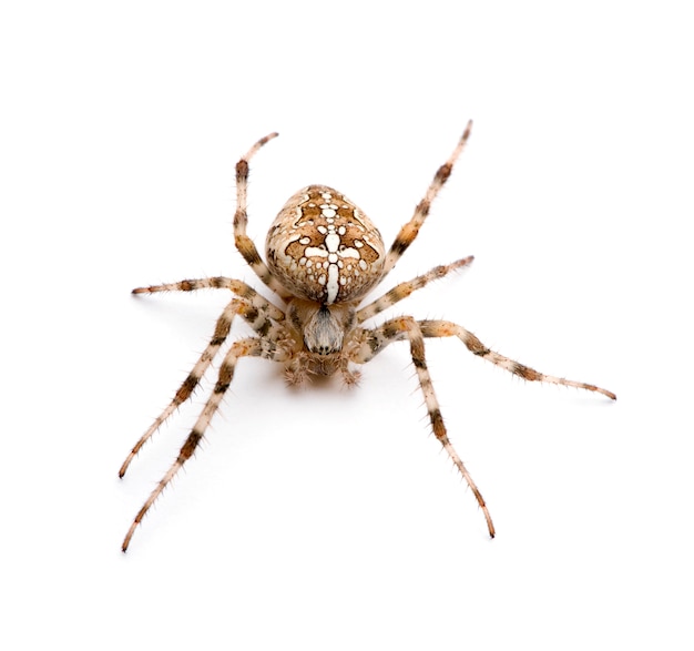 Diadem pająk - Araneus diadematus na bielu odizolowywającym