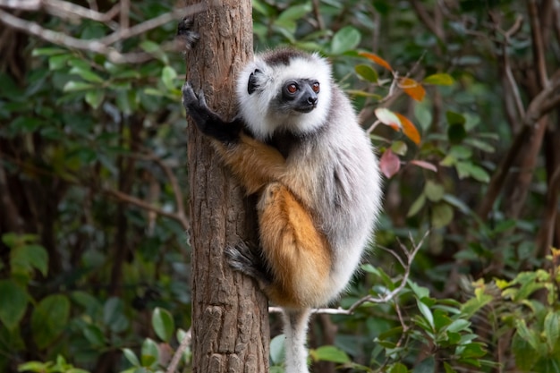 Diademed Sifaka przytula Palmę. Sifaka to rodzaj naczelnych z rodziny Indriaceae, występujących tylko na wyspie Madagaskar.