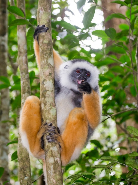 Diademed Sifaka Siedzi Na Gałęzi