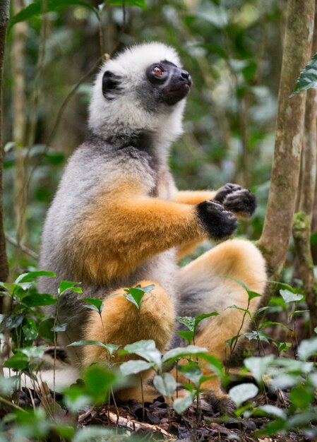 Diademed sifaka siedzi w lesie na ziemi