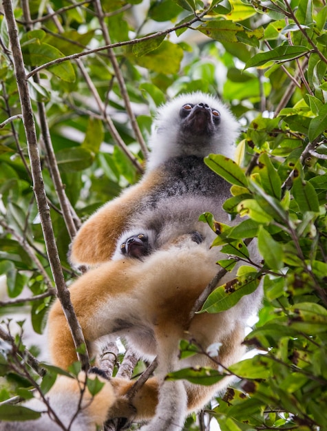 Diademed Sifaka Z Dzieckiem