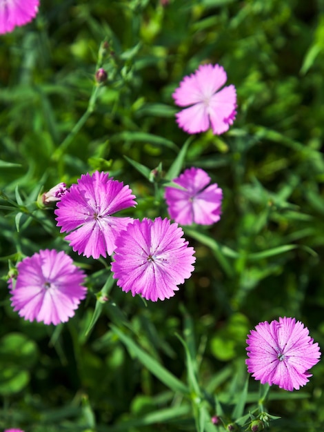 Dianthus campestris kwiat