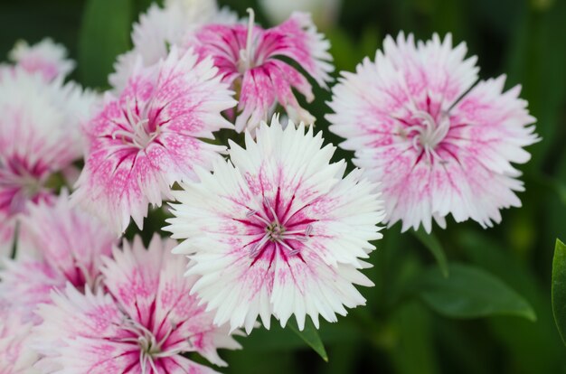 Dianthus chinensis (China Pink)