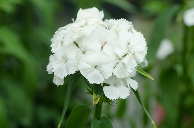 Dianthus chinensis (chiński różowy, słodki kwiat Williama)