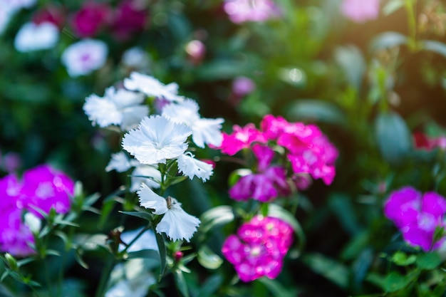 Dianthus kwiat Purpurowy różowy kolorowy piękny na zielonej trawy naturze w wiosna ogródzie.