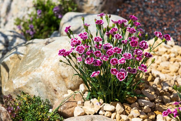 Dianthus