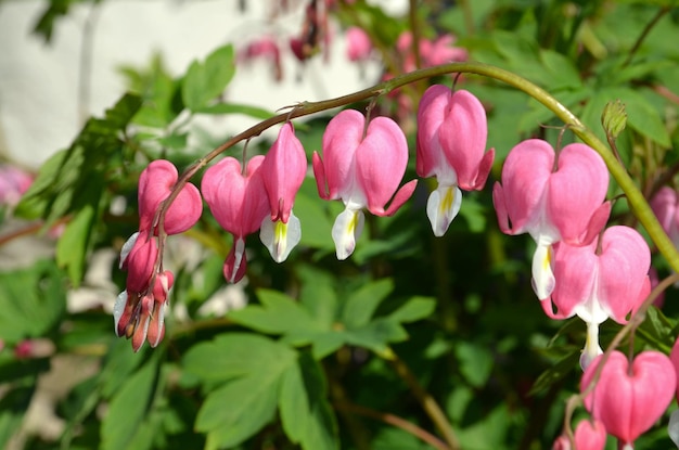 Dicentra Bleeding Heart Kwiaty Dicentra spectabils