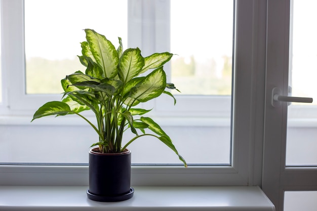 Dieffenbachia w czarnej doniczce stoi na parapecie w orientacji pionowej Rośliny doniczkowe