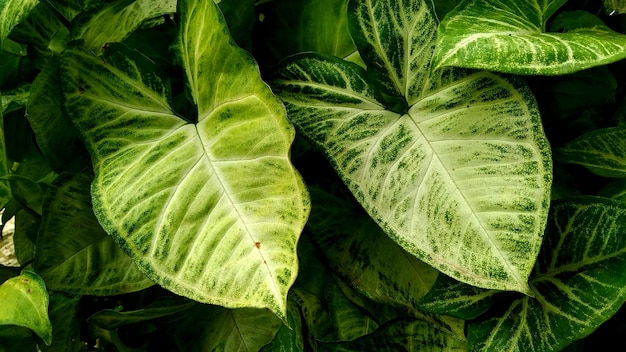 Dieffenbachia zielona roślina na białym tle dnia