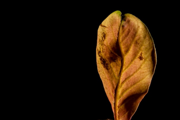 diferentes tipos de hojas vegetales